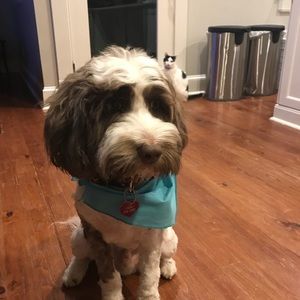 Meet your Posher, Molly